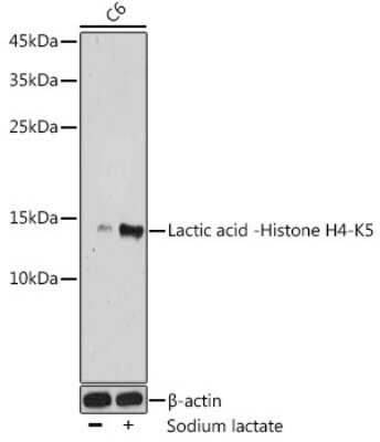 Western Blot: Histone H4 [Lactyl Lys5] AntibodyAzide and BSA Free [NBP3-16137]